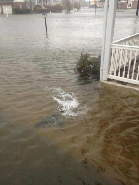sharks and hurricane sandy